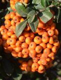 Pyracantha coccinea. Плоды и верхушка побега. Узбекистан, г. Ташкент, Юнусабадский р-н, окр. Национального банка Узбекистана, в городском озеленении, в культуре. 15.11.2025.