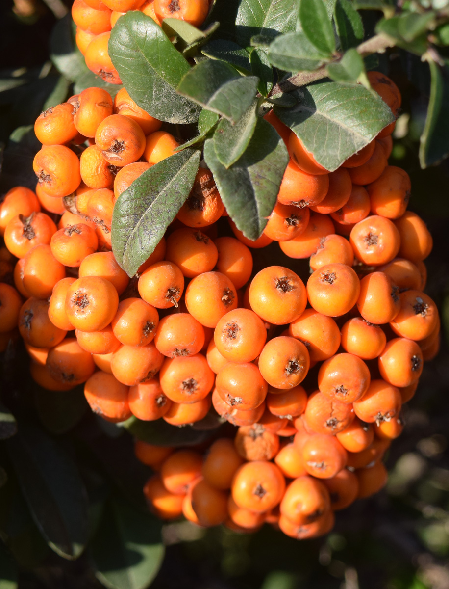 Изображение особи Pyracantha coccinea.