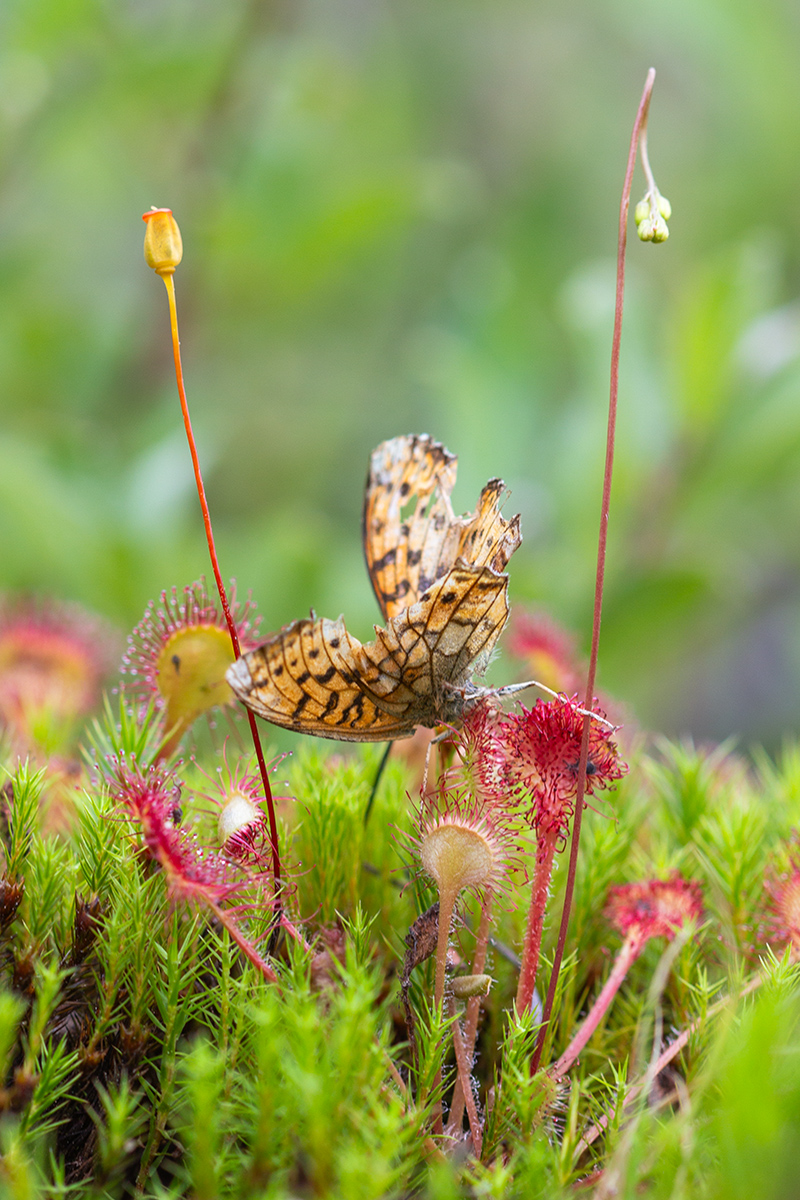 Изображение особи Drosera rotundifolia.