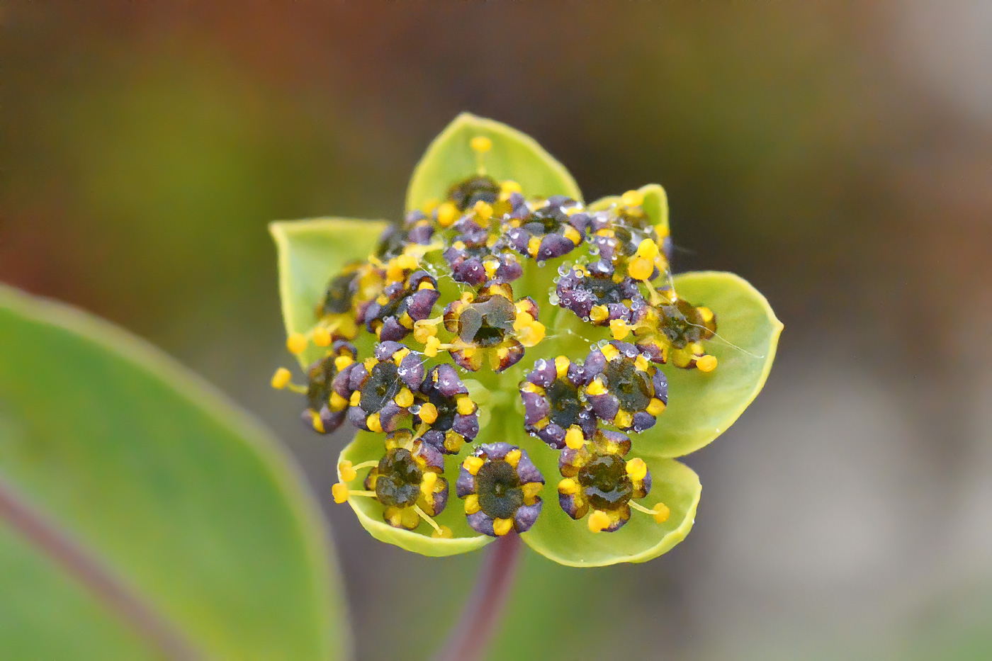 Image of Bupleurum triradiatum specimen.