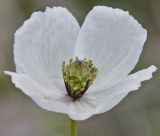 Papaver albiflorum