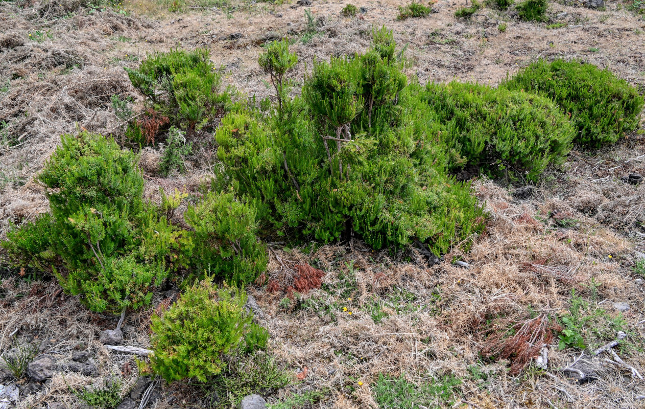 Image of Erica platycodon specimen.