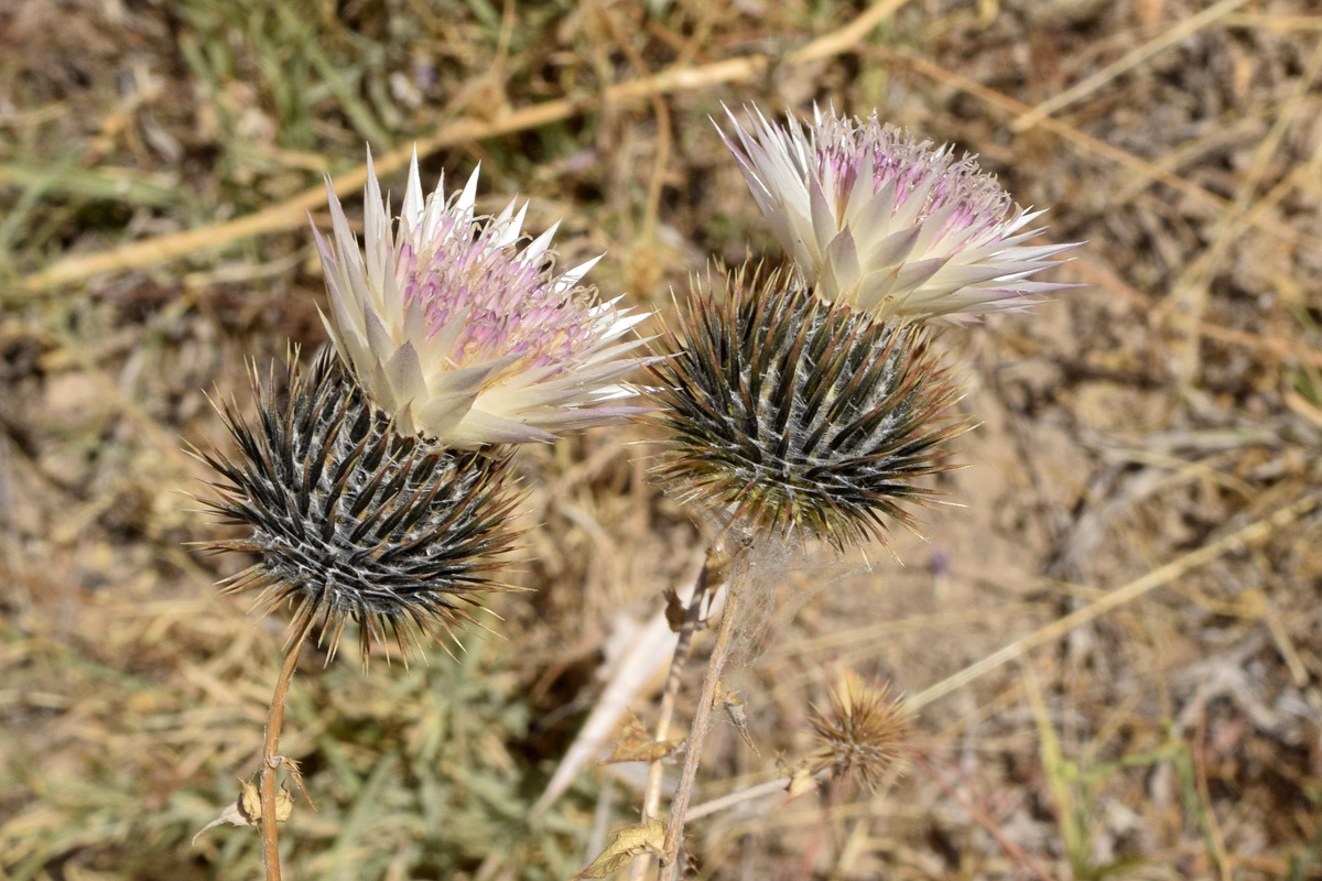 Image of Cousinia coronata specimen.