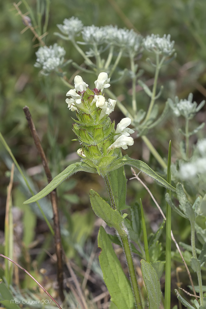 Изображение особи Prunella laciniata.