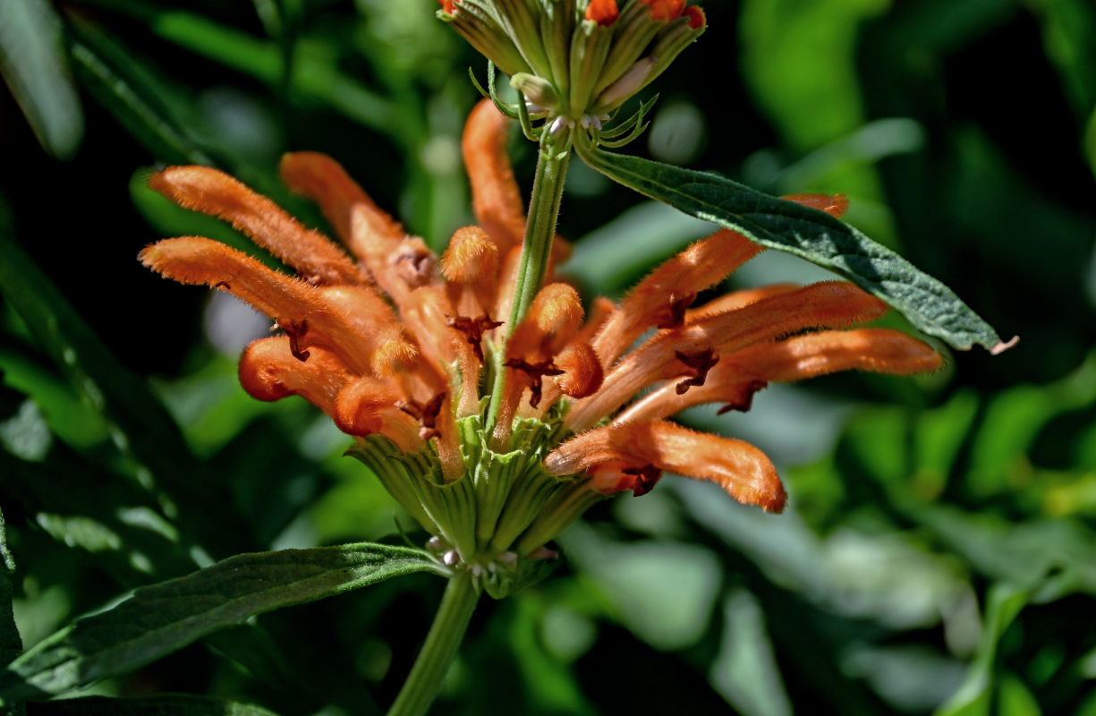 Изображение особи Leonotis leonurus.
