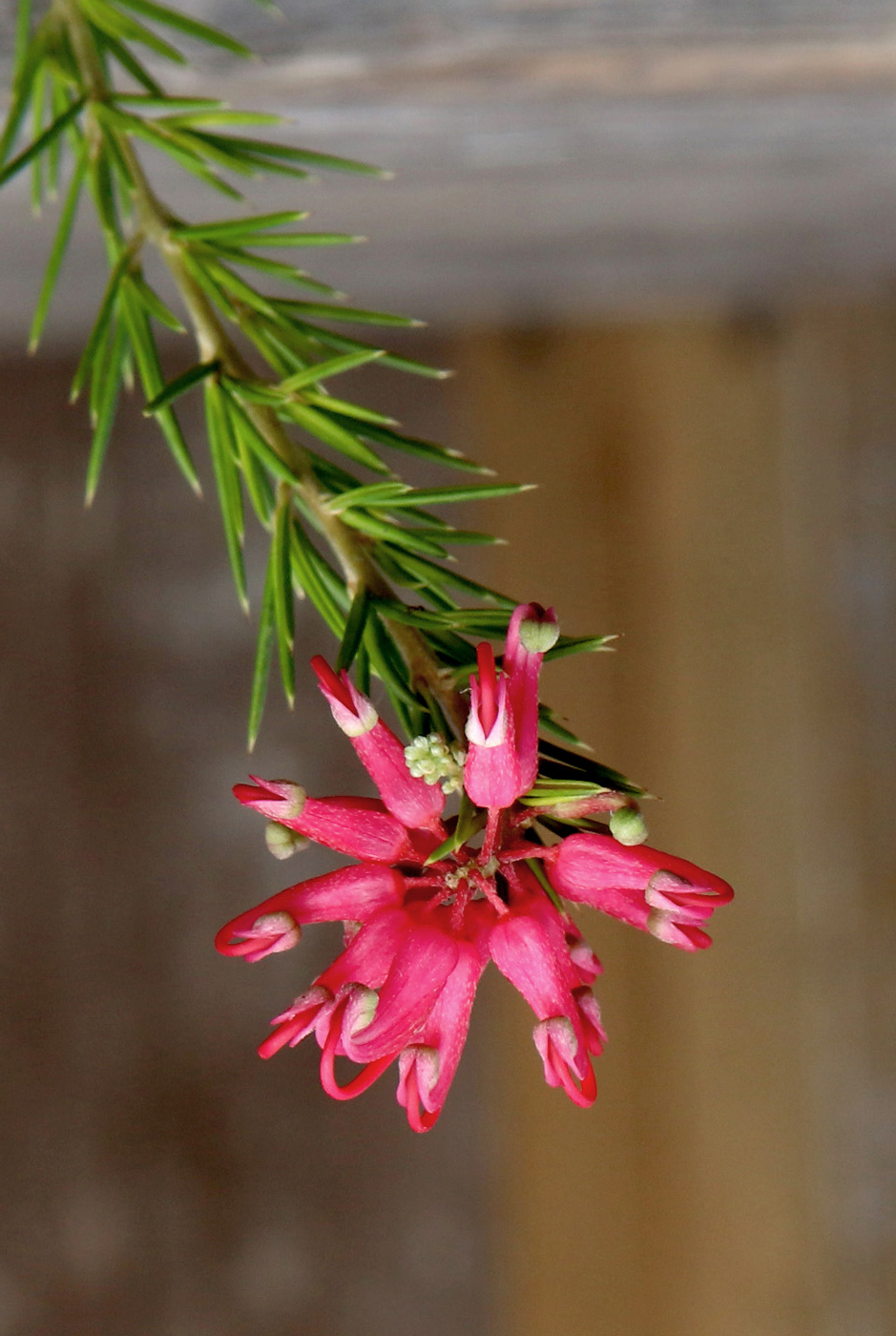 Image of Grevillea rosmarinifolia specimen.
