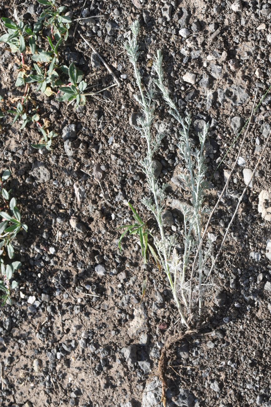 Изображение особи род Artemisia.