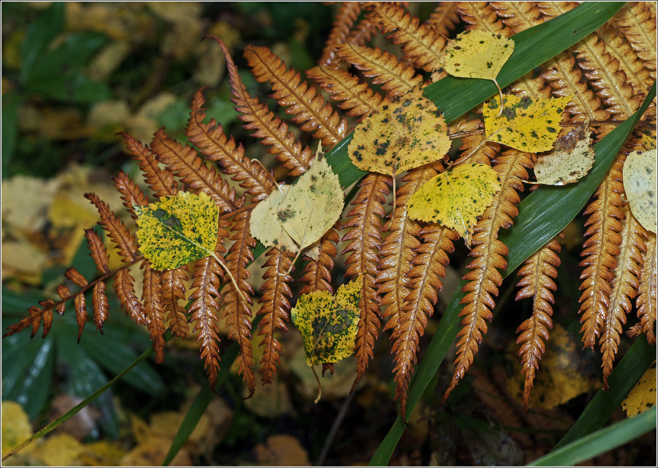Image of Matteuccia struthiopteris specimen.