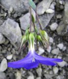 Linum narbonense