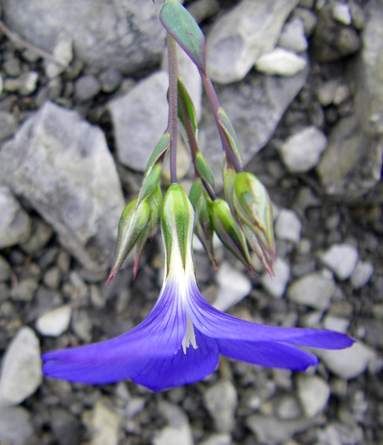 Image of Linum narbonense specimen.