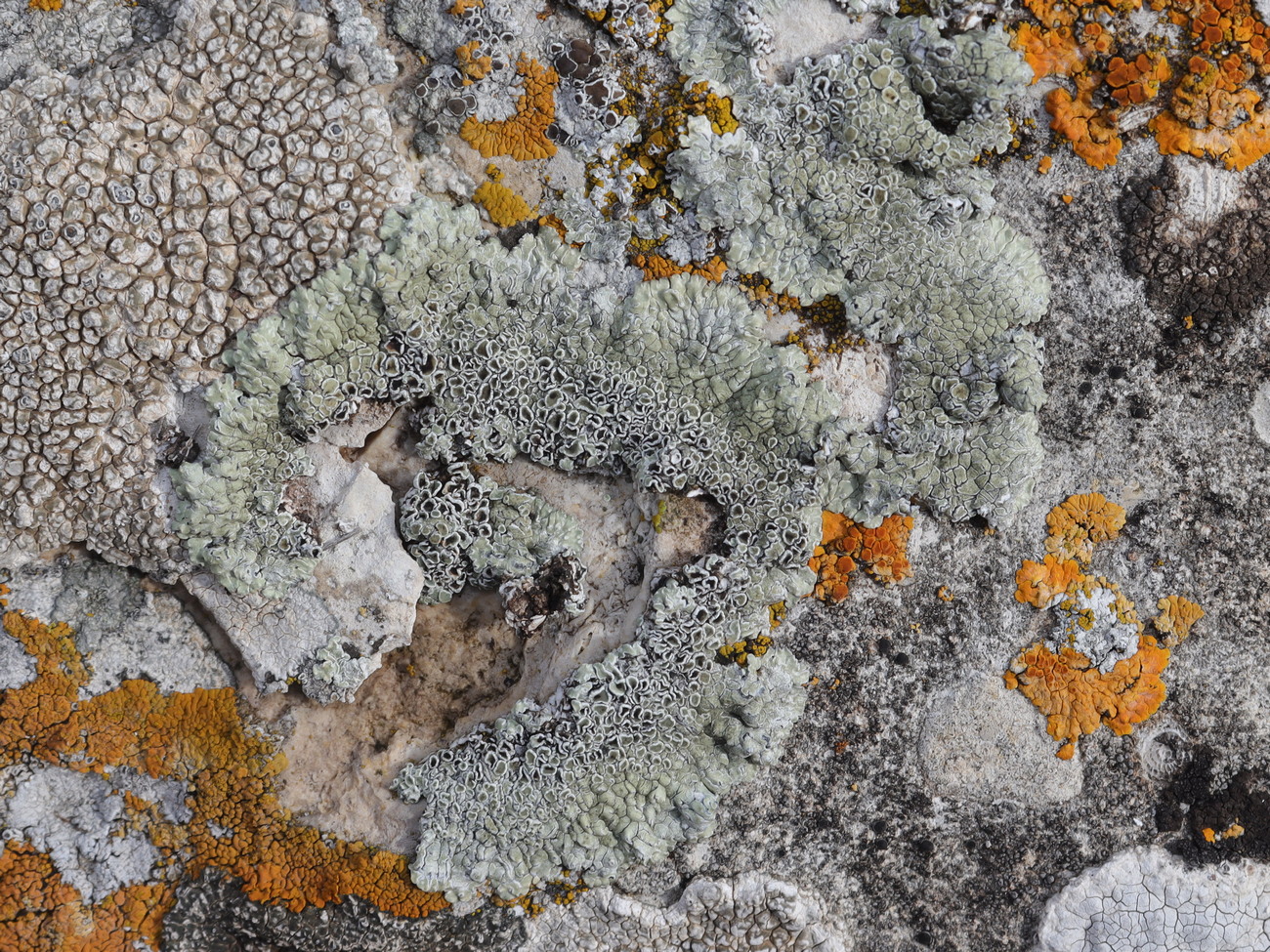 Image of Lecanora muralis specimen.