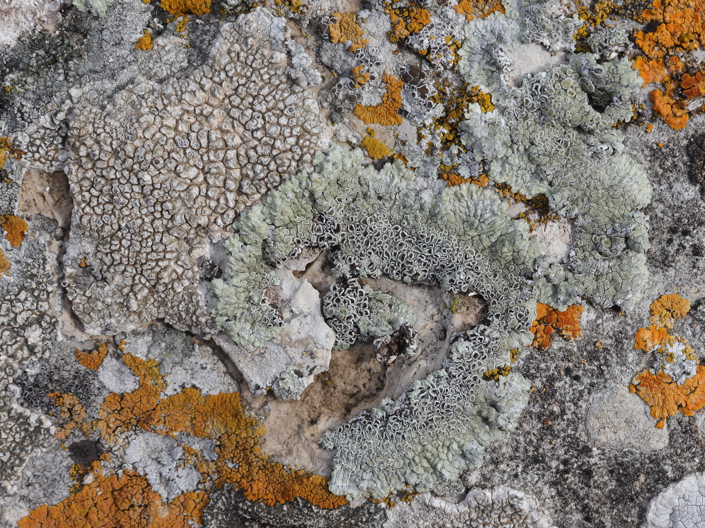 Изображение особи Lecanora muralis.