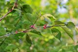Cerasus sachalinensis. Ветвь с прицветниками. Приморский край, хр. Тимпур (Береговой), скала. 13.05.2026.