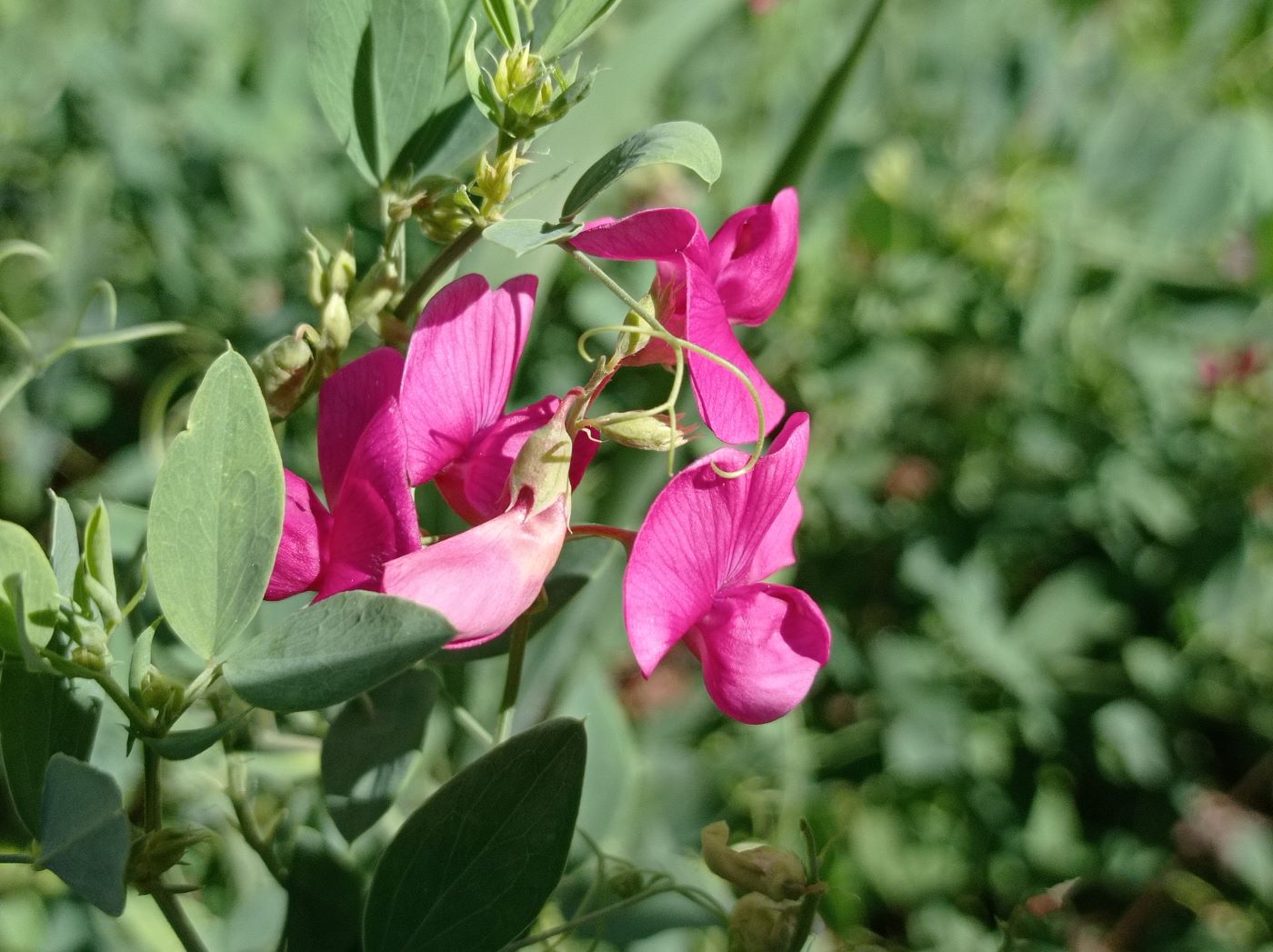 Image of Lathyrus tuberosus specimen.