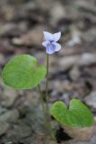 Viola palustris. Цветущее растение. Смоленская обл., Велижский р-н, окр. дер. Городище, дол. безымянного ручья, сырой приручьевой ольхово-березово-осиновый лес. 19.05.2026.
