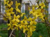 genus Forsythia