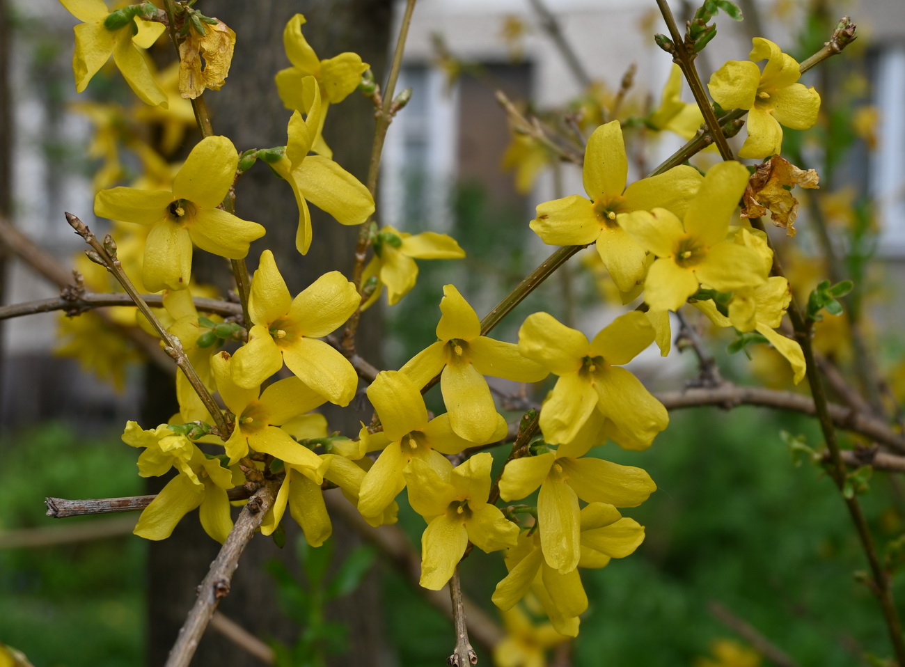 Image of genus Forsythia specimen.