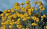 Helichrysum stoechas. Верхушки побегов с соцветиями. Португалия, округ Бежа, окр. г. Карвальял, на скале. 06.06.2026.
