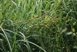 Carex rostrata. Верхушки плодоносящих растений (справа - побег Populus tremula). Ленинградская обл., Ломоносовский р-н, окр. дер. Мал. Забородье, пруд в истоках р. Шингарка, в воде у берега. 10.06.2026.