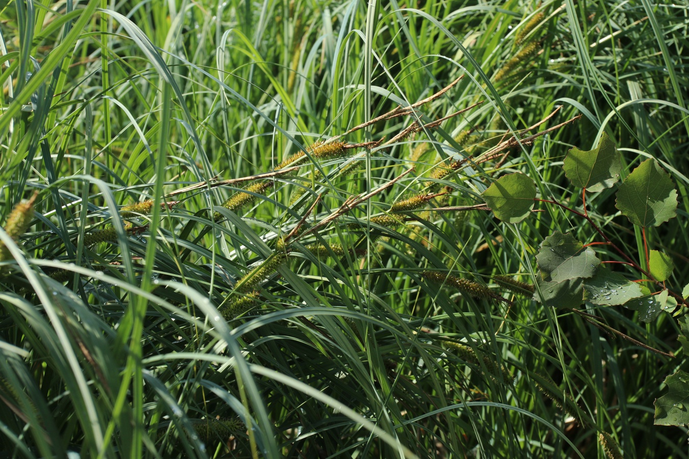 Image of Carex rostrata specimen.