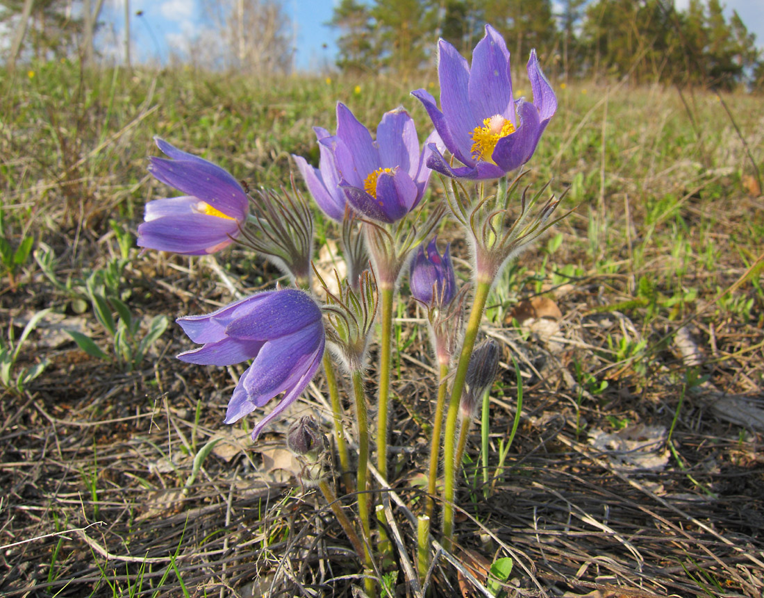 Изображение особи Pulsatilla patens.