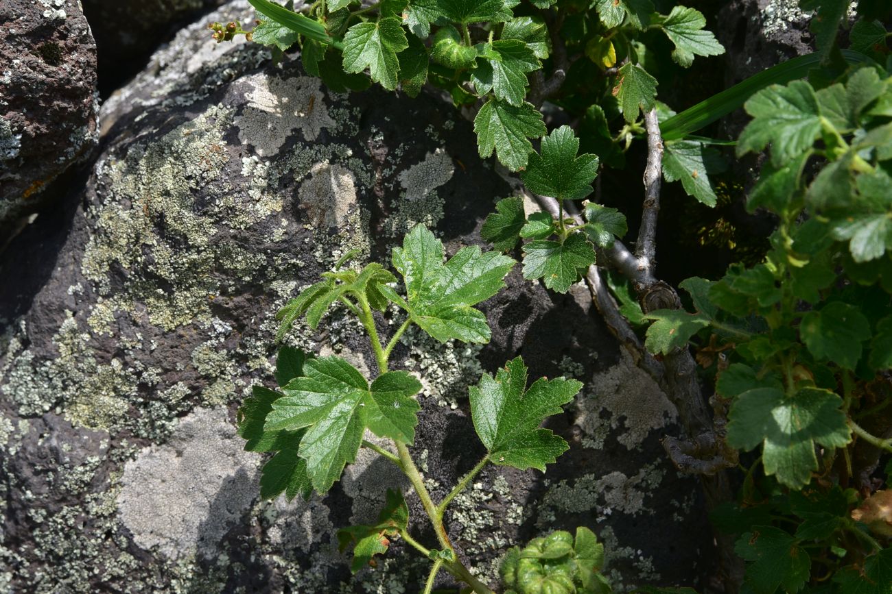 Изображение особи Ribes orientale.