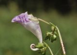 Impatiens furcillata. Цветок (вид сбоку). Приморский край, Шкотовский р-н, окр. с. Новонежино, сырой луг. 08.08.2026.