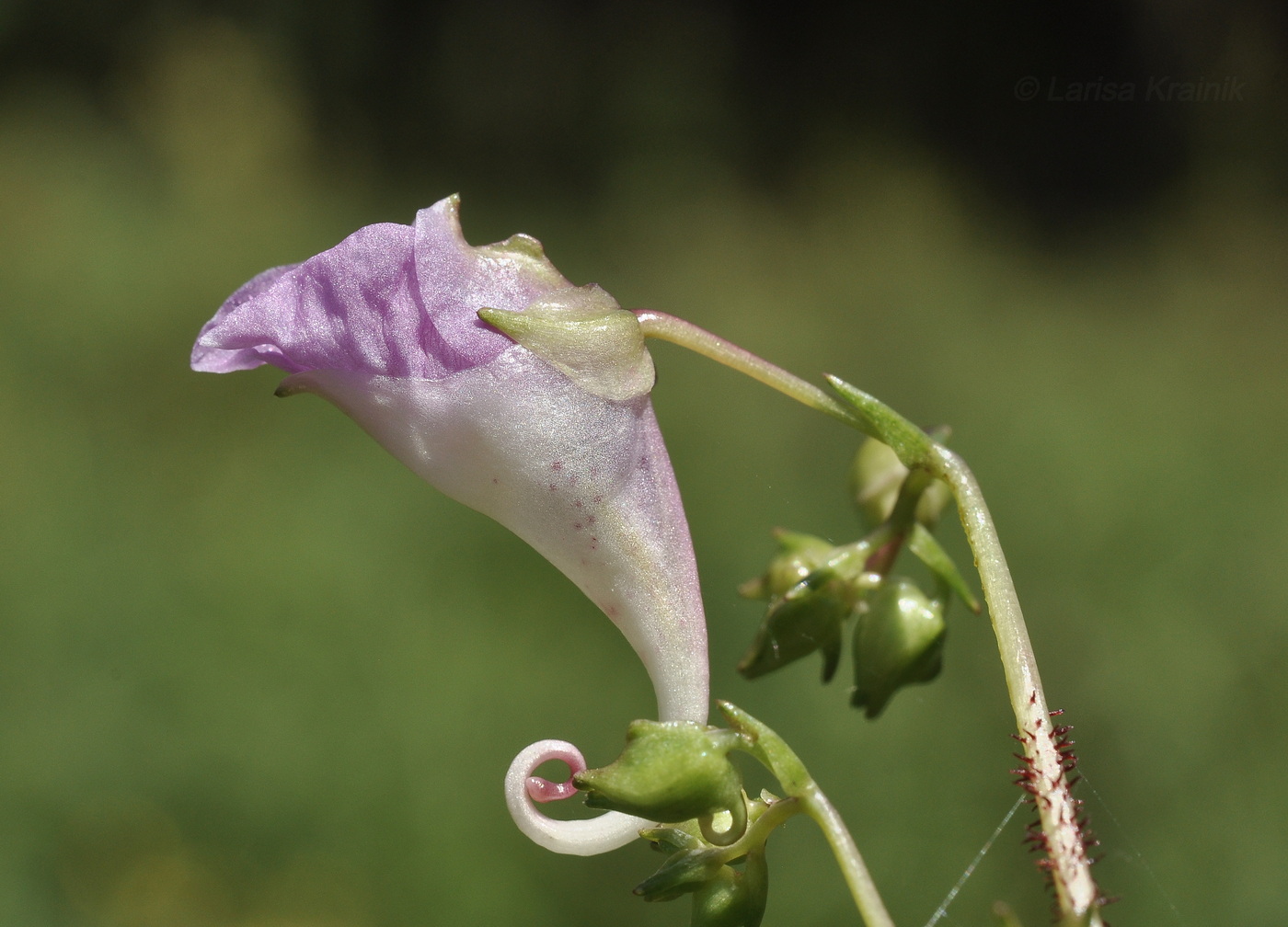 Image of Impatiens furcillata specimen.