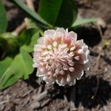 Trifolium hybridum. Соцветие. Хабаровский край, г. Комсомольск-на-Амуре, обочина грунтовой дороги. 20.06.2026.