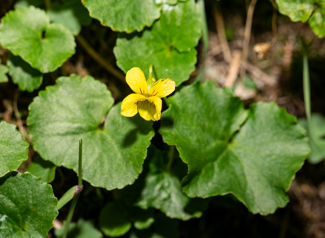 Image of Viola kusnezowiana specimen.