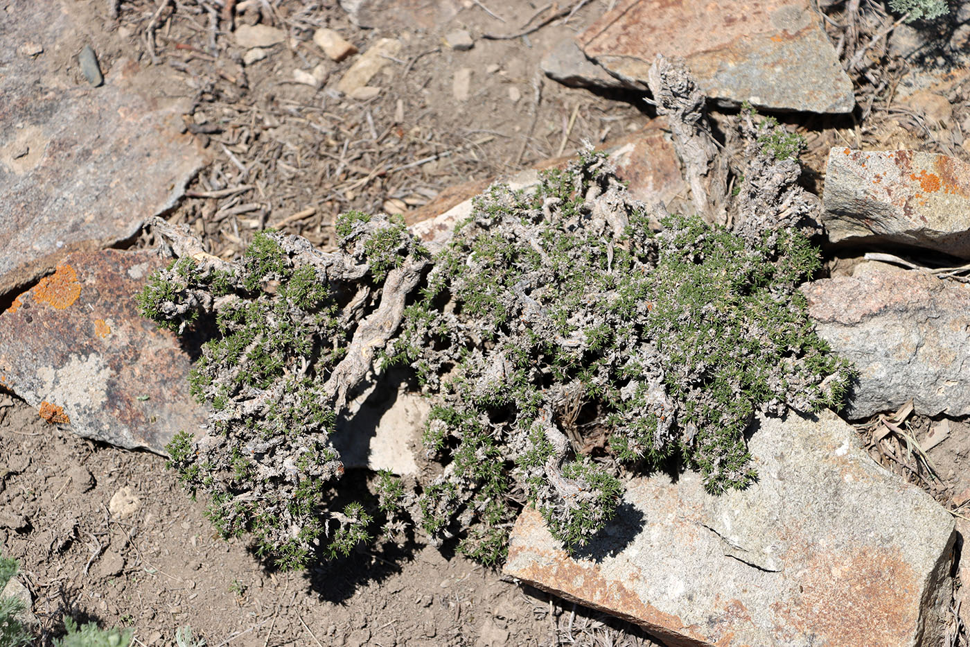 Image of Nanophyton saxatile specimen.