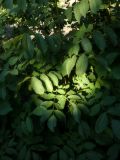 Juglans regia. Побеги молодого растения. Республика Молдова, муниципалитет Кишинёв, г. Кодру, частная усадьба. 29 июля 2026 г.