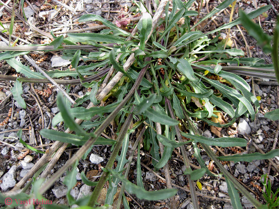 Image of Erysimum cuspidatum specimen.