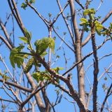 Juglans mandshurica. Ветвь с молодыми листочками и мужскими серёжками. Чувашия, г. Шумерля, городской парк. 15 мая 2006 г.