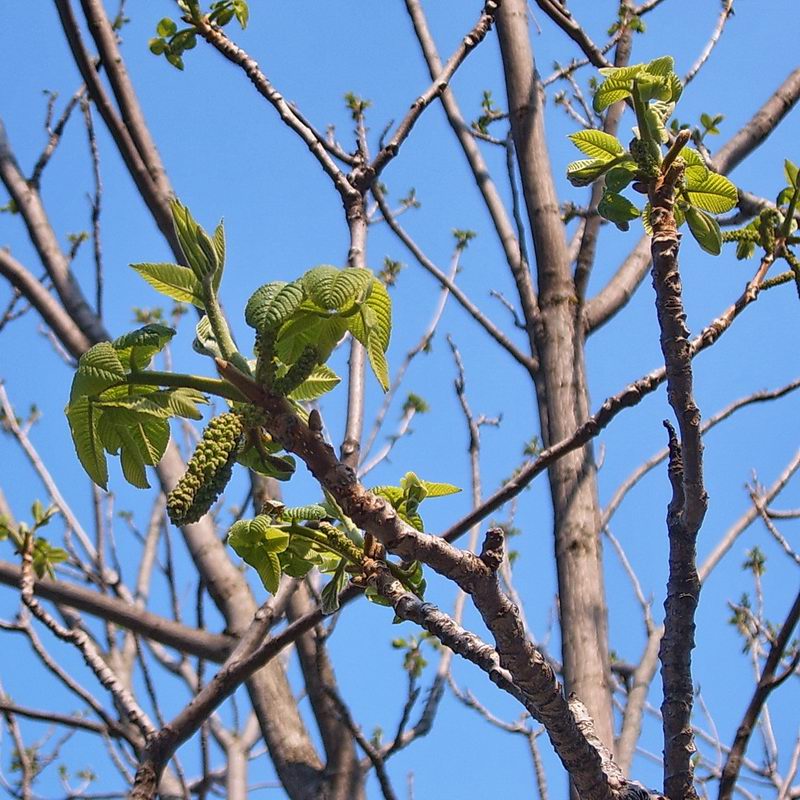 Image of Juglans mandshurica specimen.