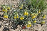 Onosma taurica. Цветущее растение. Крым, Южный берег, гора Меганом. 07.05.2011.