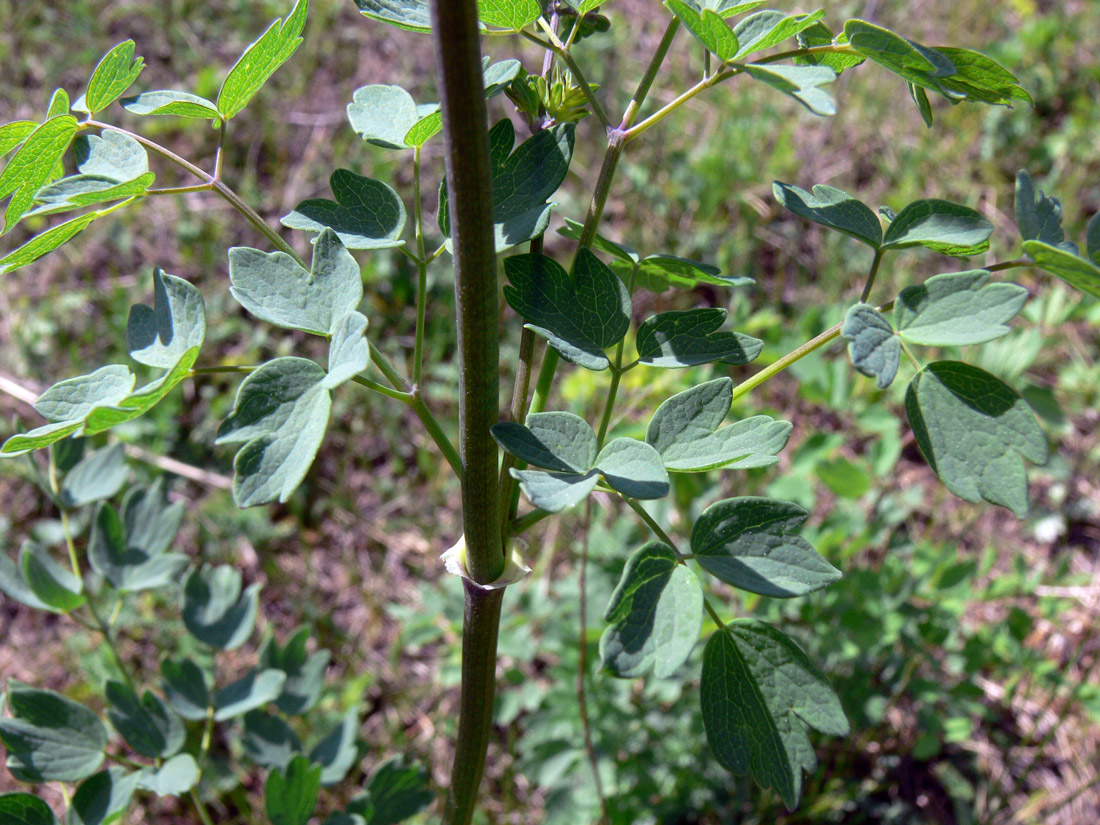 Image of Thalictrum minus specimen.