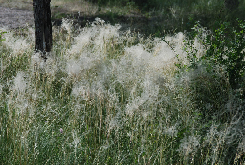 Изображение особи род Stipa.