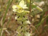 Sideritis montana