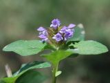 Prunella vulgaris