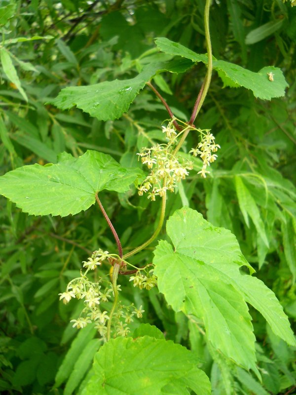 Image of Humulus lupulus specimen.