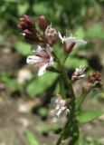Lysimachia dubia
