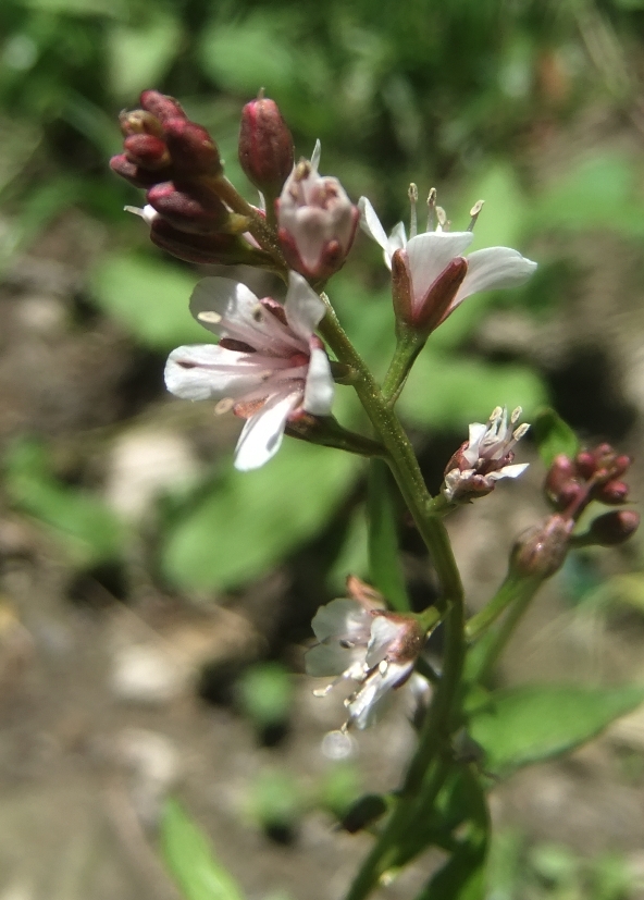 Image of Lysimachia dubia specimen.