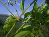 Clematis vitalba