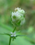 Galium uliginosum