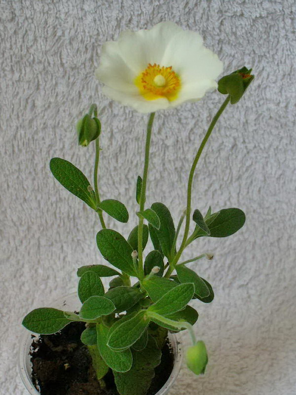 Image of Cistus salviifolius specimen.