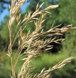 Calamagrostis phragmitoides