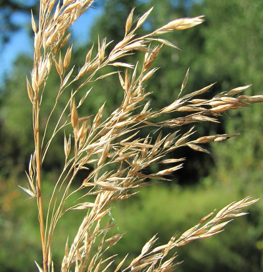 Изображение особи Calamagrostis phragmitoides.