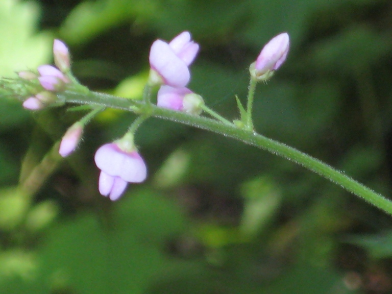 Image of Podocarpium oldhami specimen.