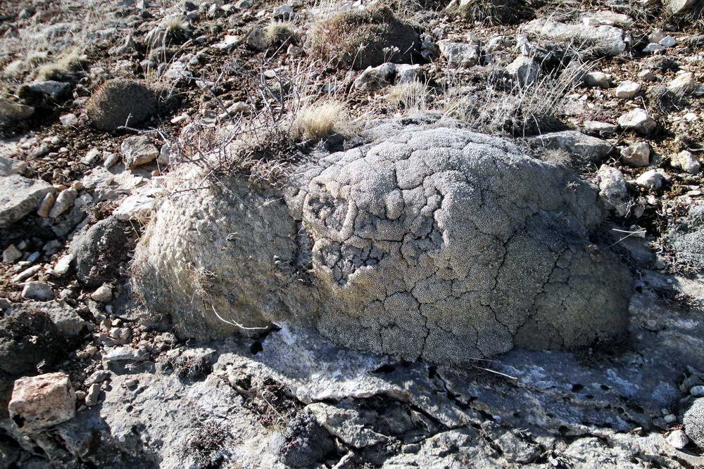 Image of Gypsophila aretioides specimen.